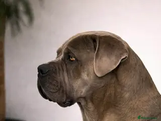 Cane Corso dogs Cane corso - Advert 3