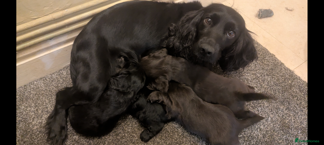 Cocker Spaniel dogs for sale: 5 Gen KC Registered working Cocker Spaniel pups  - Advert 12