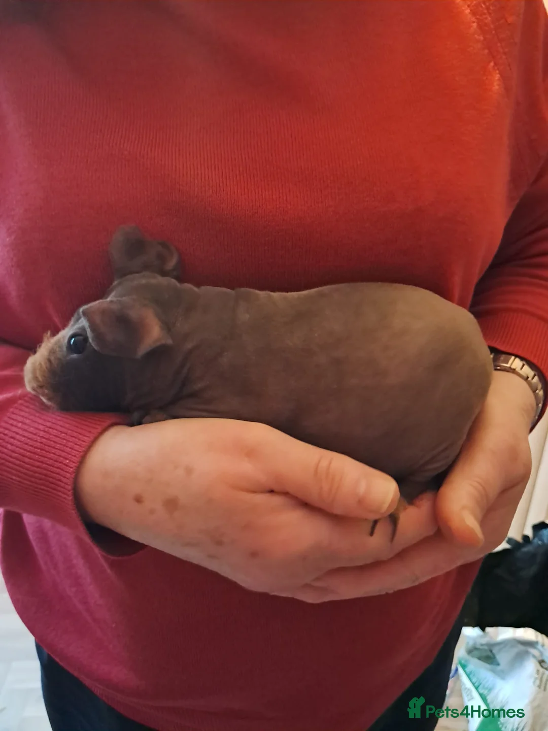 Guinea Pig rodents for sale: BEAUTIFUL SKINNY PIGS - Advert 1