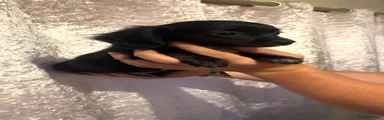 Chiweenie Puppy 1