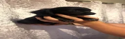 Chiweenie dogs for sale: 5 beautiful Chiweenies in need of a forever home  - Advert 6