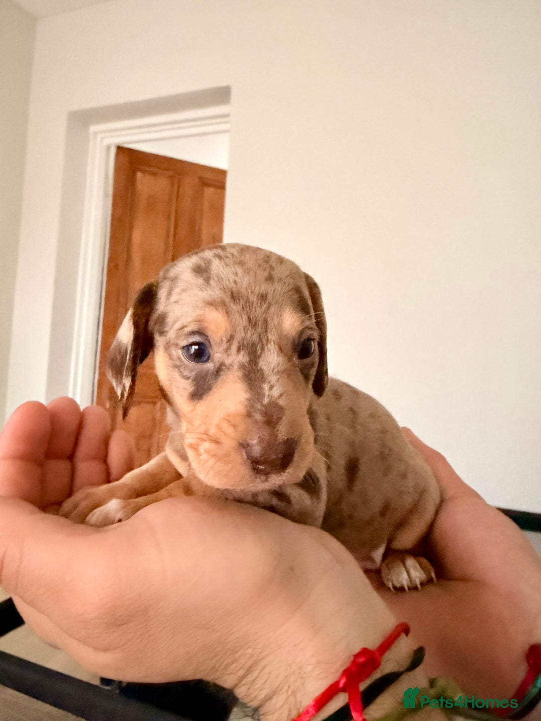 Mixed Breed dogs for sale: Miniature Dachshund × Dachshund Cockapoo Puppies - Advert 9