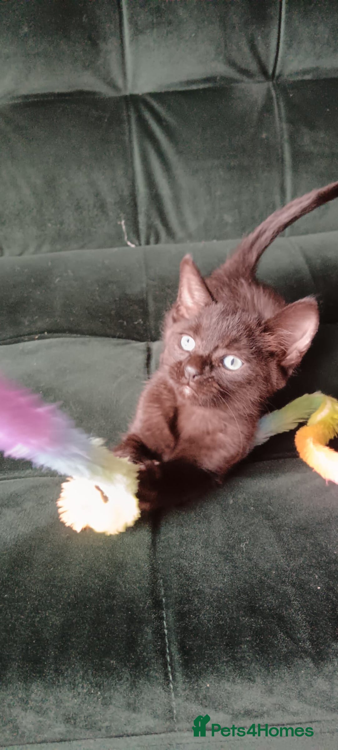 Sphynx cats for sale: Mixed selection Sphynx kittens. - Image 13