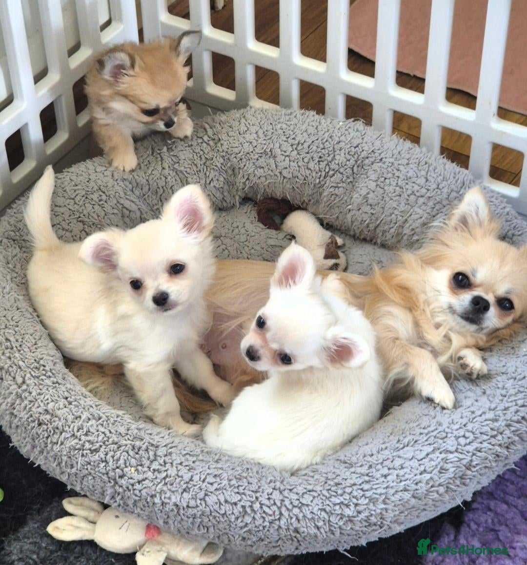 Chihuahua dogs KC registered 6 months old Longcoat puppy - Advert 1