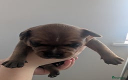 Staffordshire Bull Terrier dogs for sale: Red Staffordshire bull terrier pups  - Image 3
