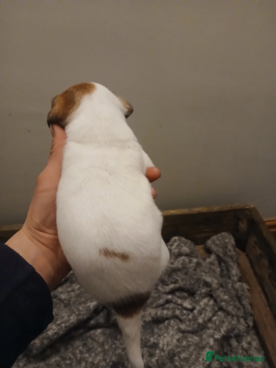 Jack Russell dogs for sale: JRT Female Pup - Advert 2