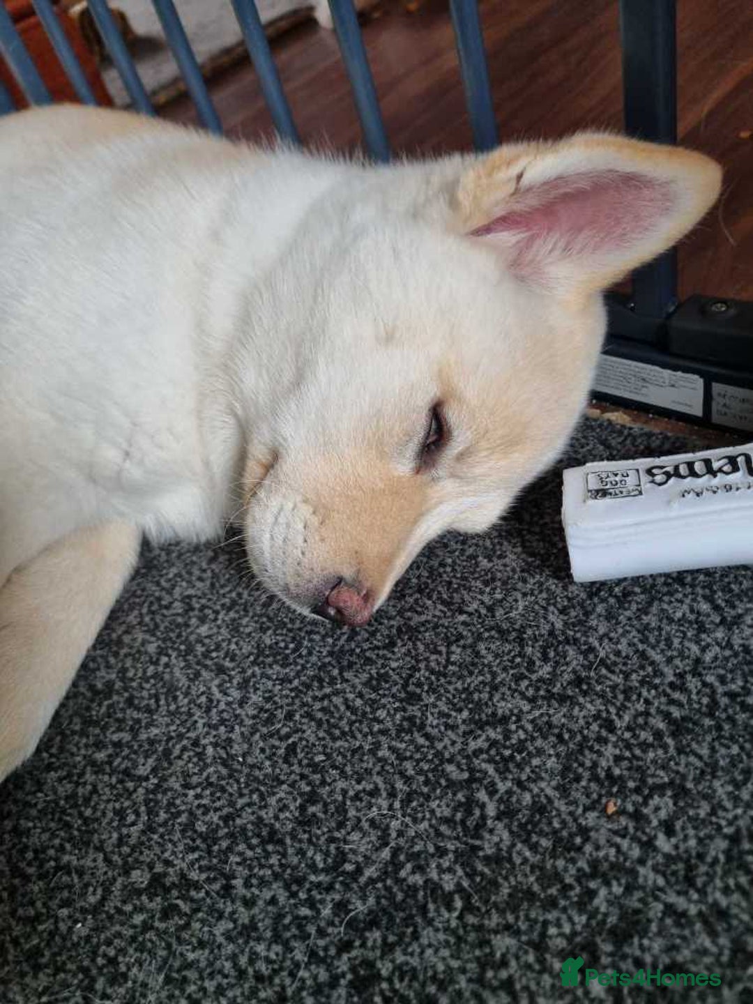 Mixed Breed dogs for sale: Chowski pups - Image 29