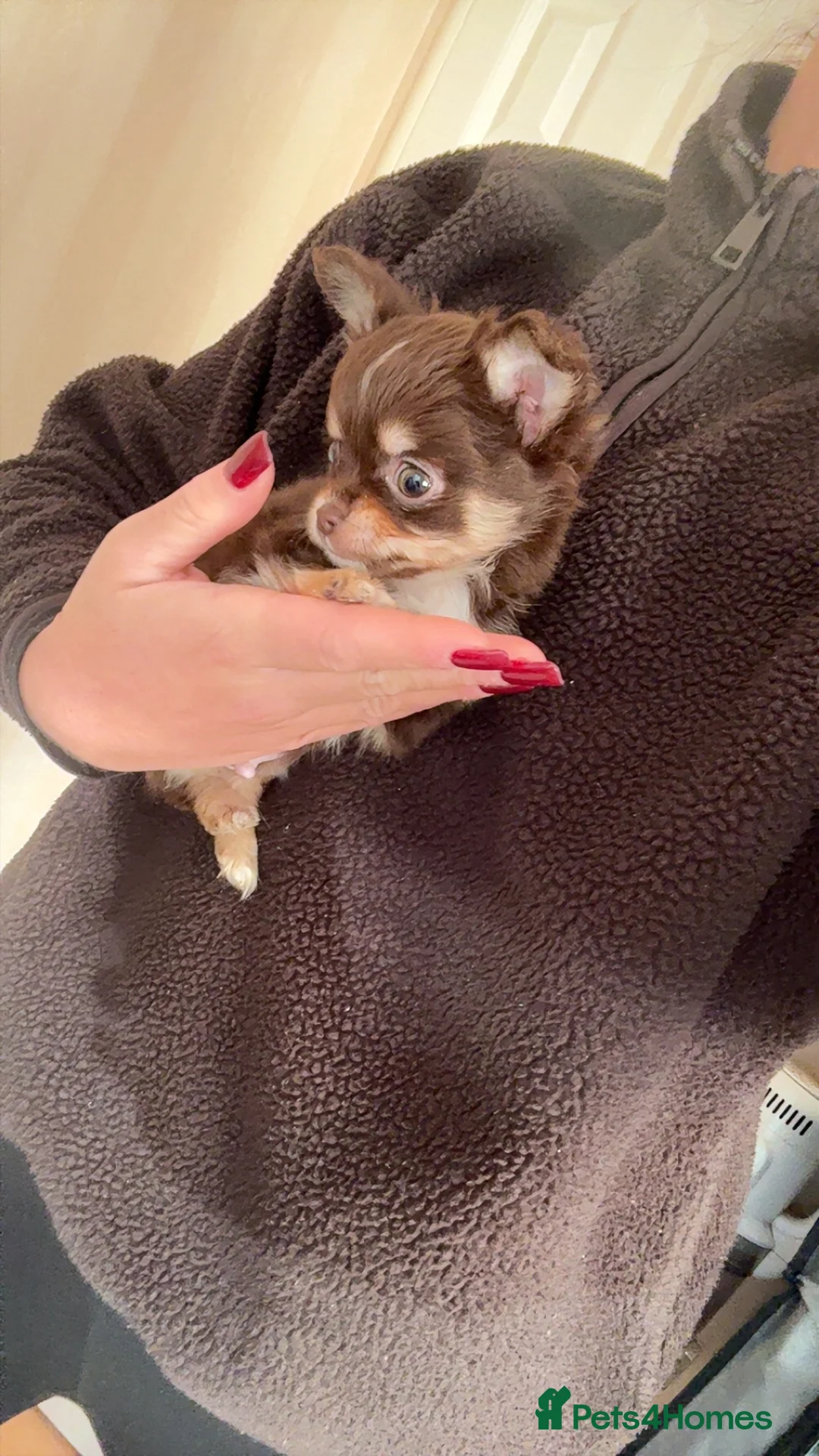 Chihuahua dogs for sale: stunning full breed chihuahua puppies last boy - Advert 2
