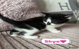 Mixed Breed cats for sale: 7 Beautiful Kittens 🩷💙 - Image 5