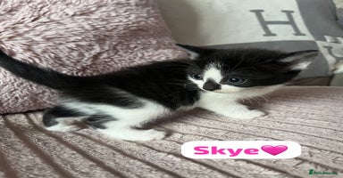 Mixed Breed cats - Advert 9
