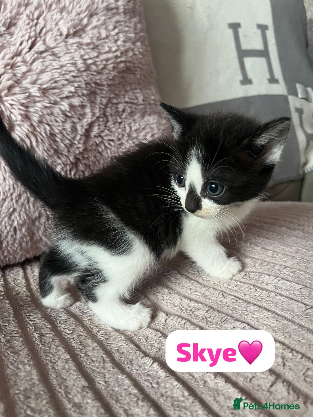 Mixed Breed cats for sale: 7 Beautiful Kittens 🩷💙 - Image 5