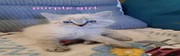 Ragdoll cats for sale: 4 beautiful kittens 💙💜 - Advert 4