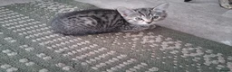 Mixed Breed cats for sale: Stunning Toyger striped tabbies 😻 - Advert 17