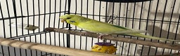 Budgerigars birds for sale: Hen resesive pied budgies 2 avalible - Advert 5