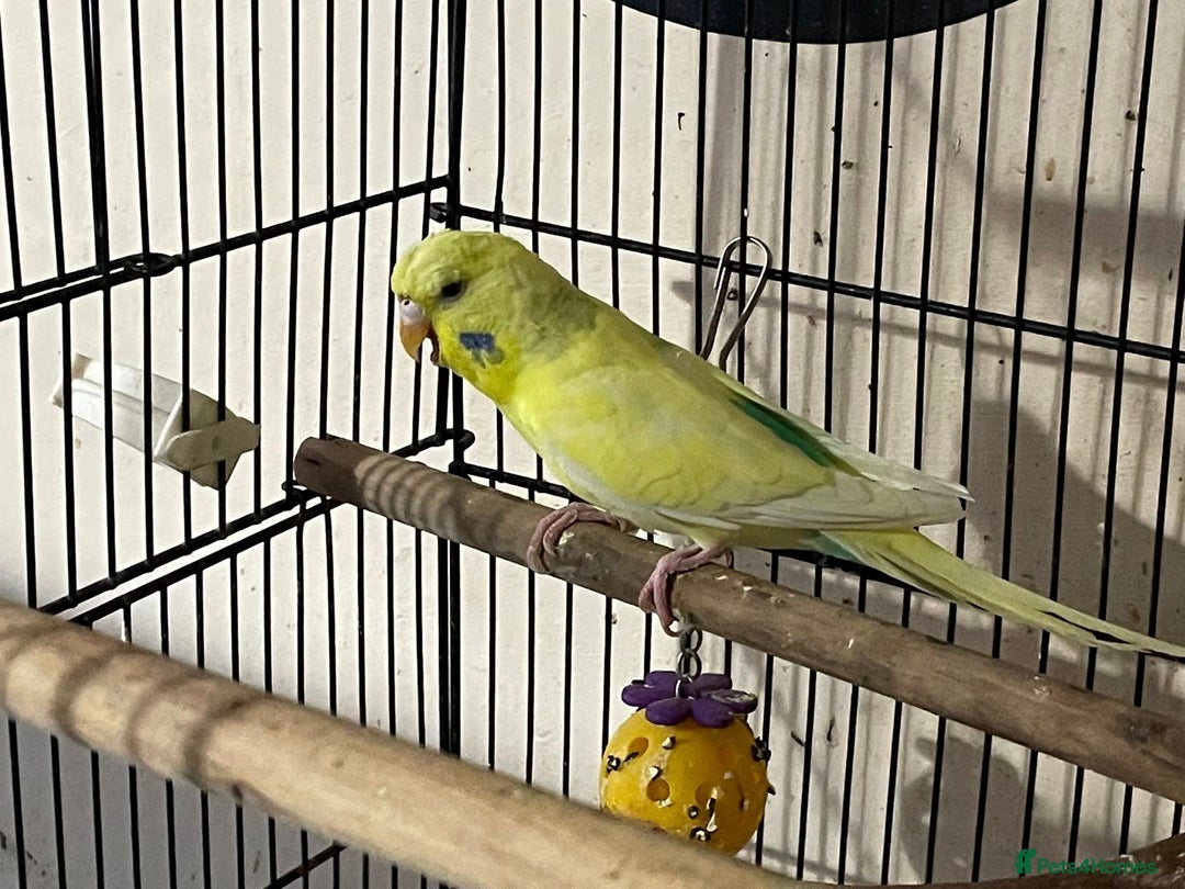 Budgerigars birds for sale: Hen resesive pied budgies 2 avalible - Advert 5