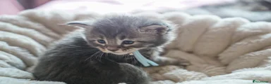 Maine Coon Kitten 2