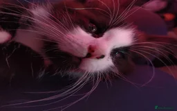 Mixed Breed cats for sale: Artie (Big T)  - Image 1