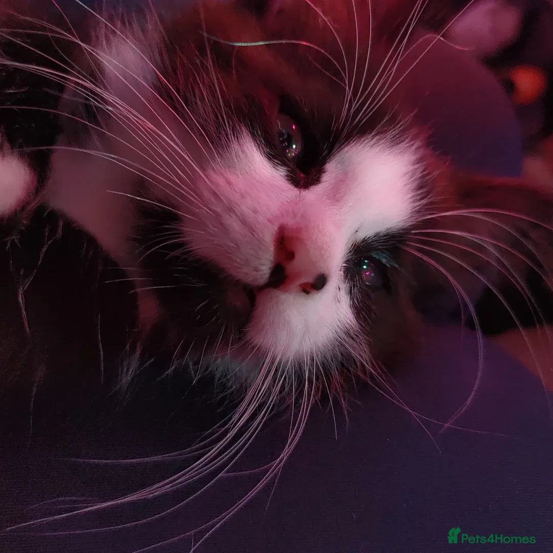 Mixed Breed cats for sale: Artie (Big T)  - Image 1
