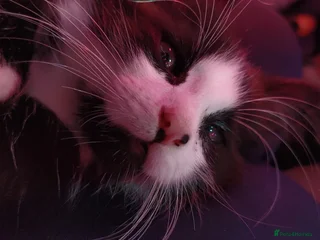 Mixed Breed cats - Advert 10