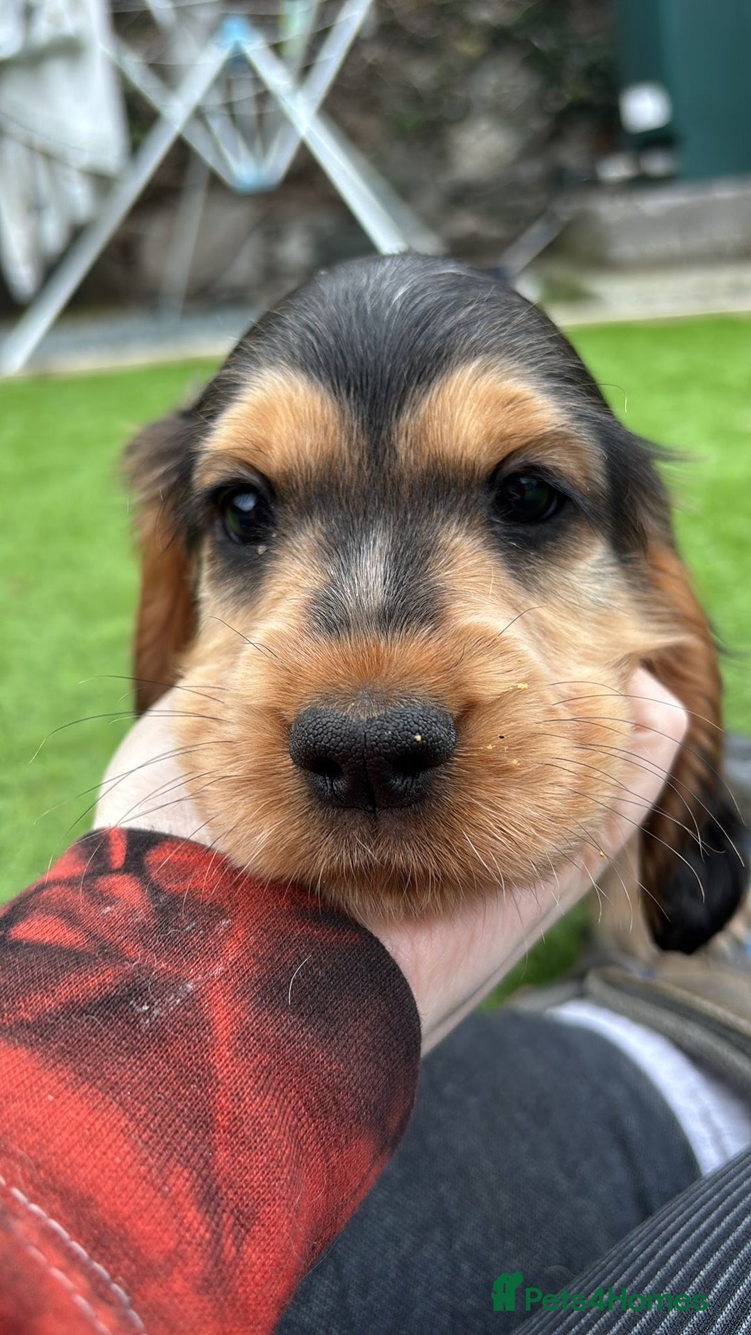 Cocker Spaniel dogs for sale: ⭐️ 1 Girl Ready for new home ⭐️ - Image 4