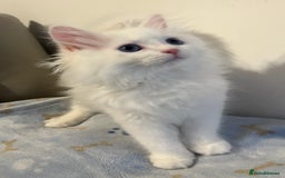 Siberian cats for sale: Pure White Siberian kittens. Ready Now.  - Image 16