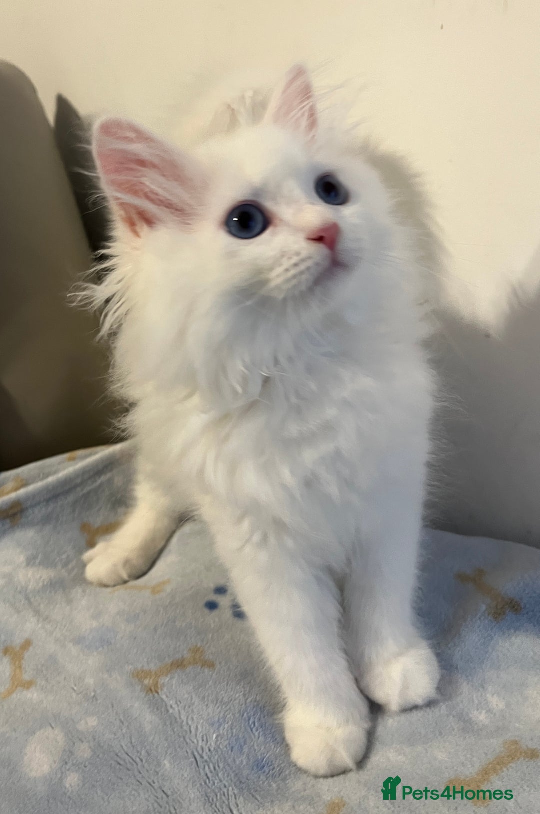 Siberian cats for sale: Pure White Siberian kittens. Ready Now.  - Image 16