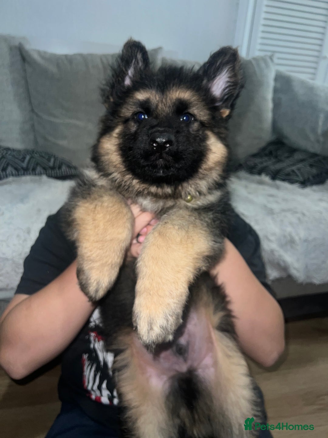German Shepherd dogs for sale: 🌟READY🌟- KC registered Long Haired GSD pups♥️ - Image 15