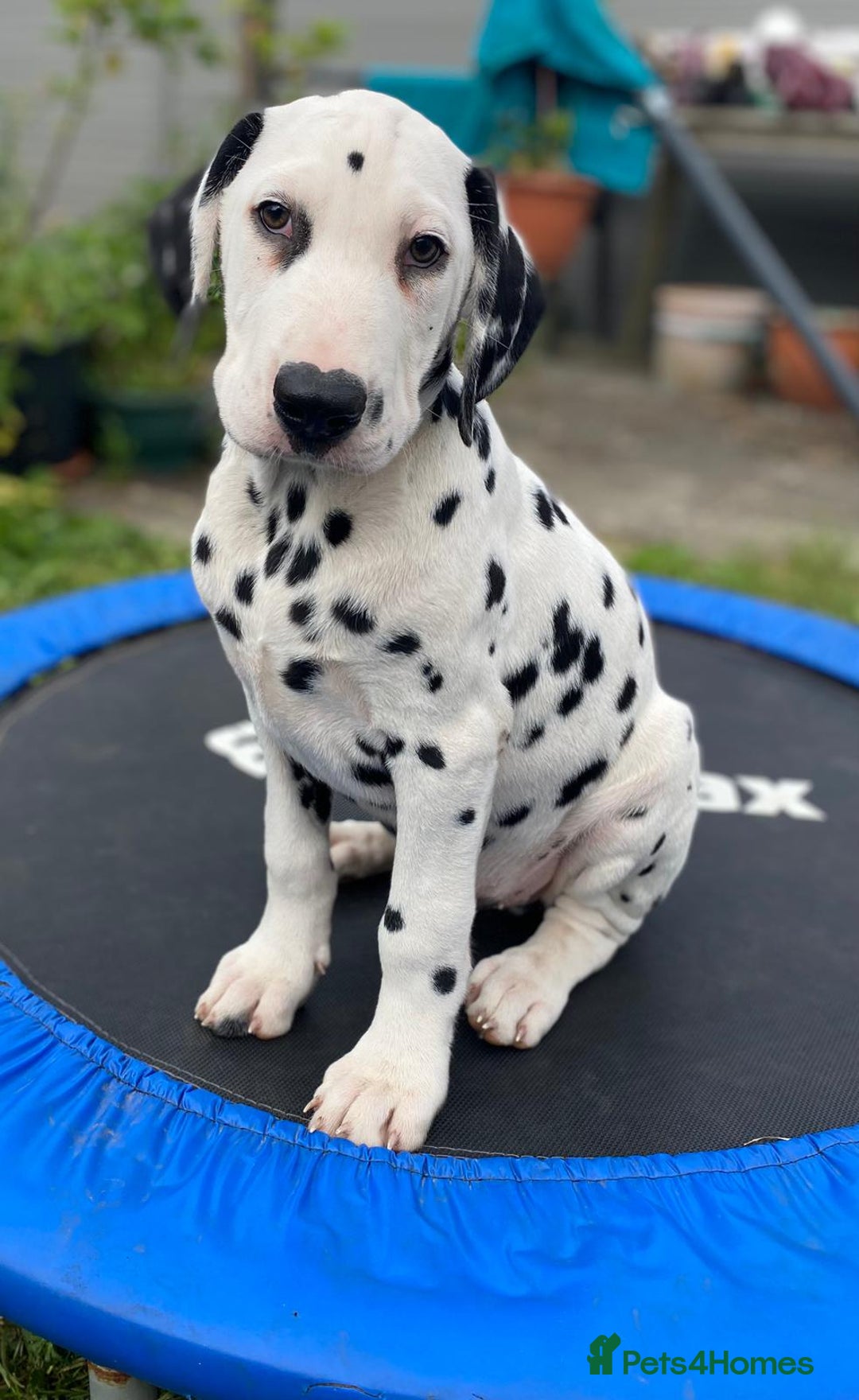 Dalmatian dogs for sale: Dalmatian Puppies (pure bred) - Image 17