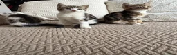 Mixed Breed cats for sale: Three adorable kittens  - Advert 5