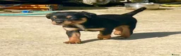 Mixed Breed dogs for sale: Cavalier x kelpie - Advert 4