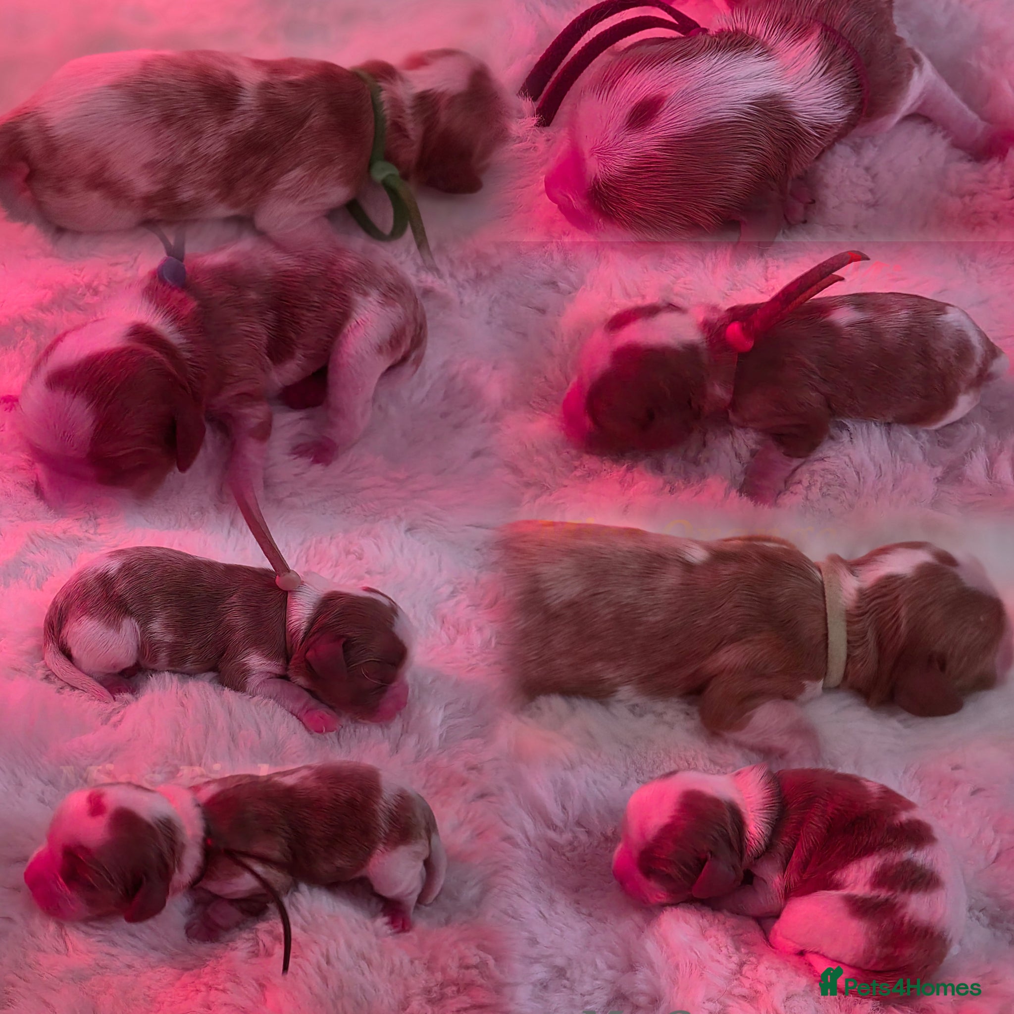 Cavalier King Charles Spaniel dogs Blenhiem cavalier king charles spaniel puppies - Advert 2