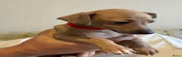 Italian Greyhound dogs for sale: 2 LEFT KC Italian greyhound puppies  - Advert 12