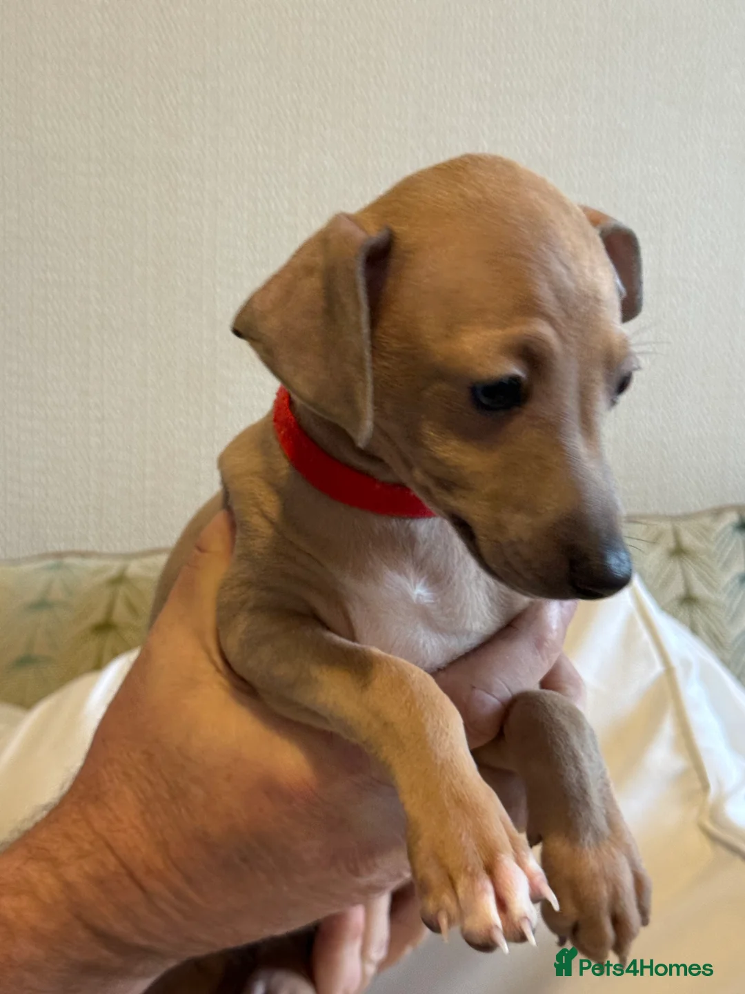 Italian Greyhound dogs for sale: 2 LEFT KC Italian greyhound puppies  - Advert 12