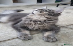 Maine Coon cats for sale: 🏅GCCF🏅 champion line pure maine coon in Waltham Cross - Image 2