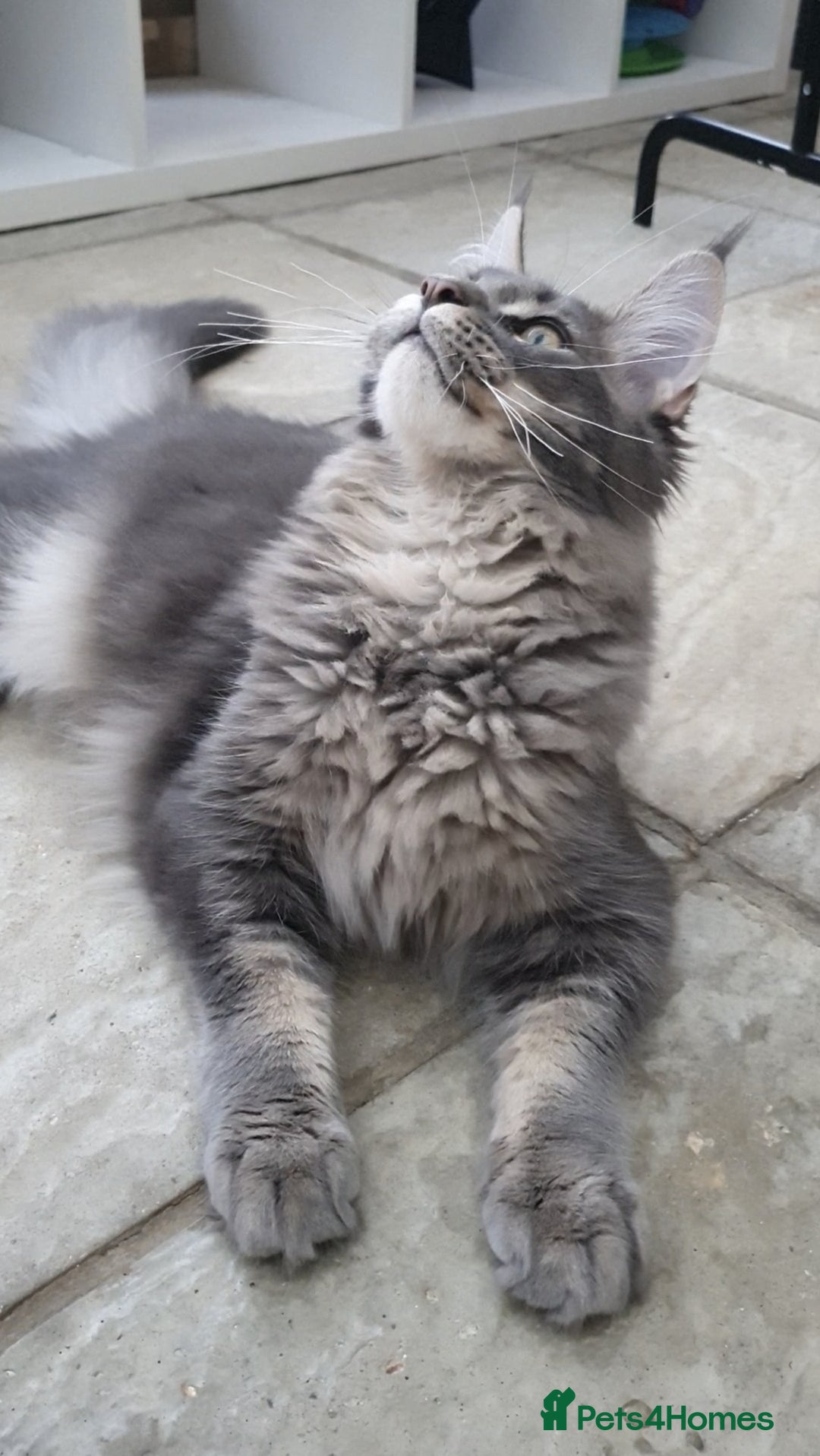 Maine Coon cats for sale: 🏅GCCF🏅 champion line pure maine coon in Waltham Cross - Image 2