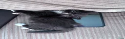 Mixed Breed cats for sale: Kittens - Advert 11