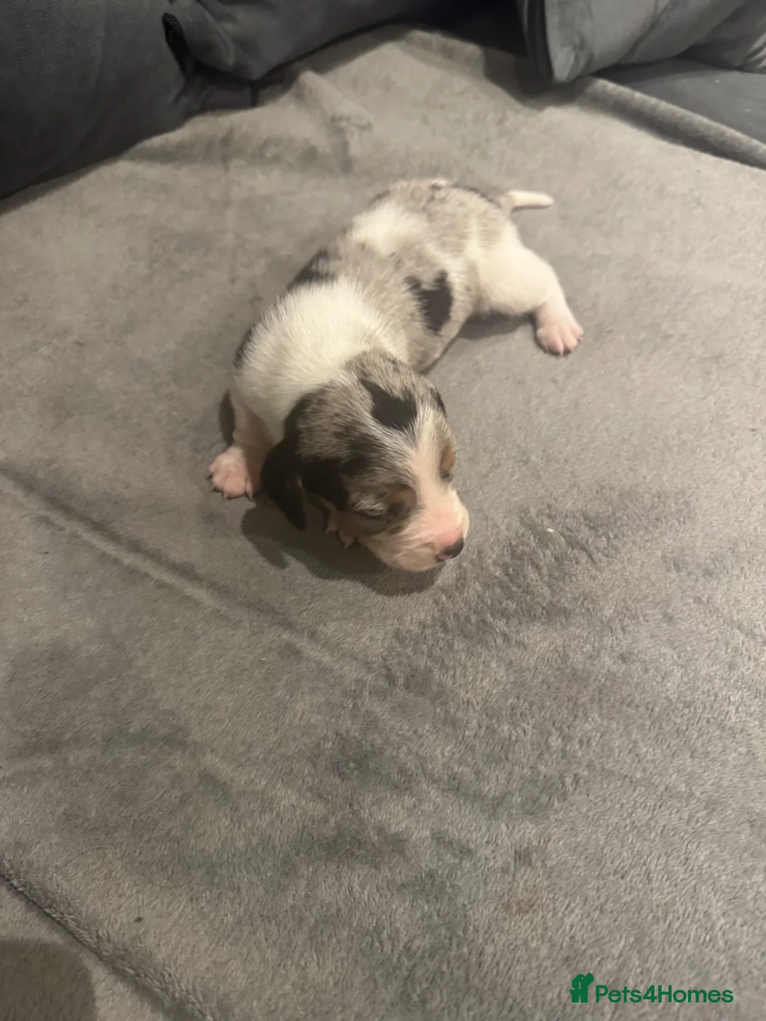 Dachshund dogs for sale: LONGHAIR DACHSHUND 🔥  - Advert 10