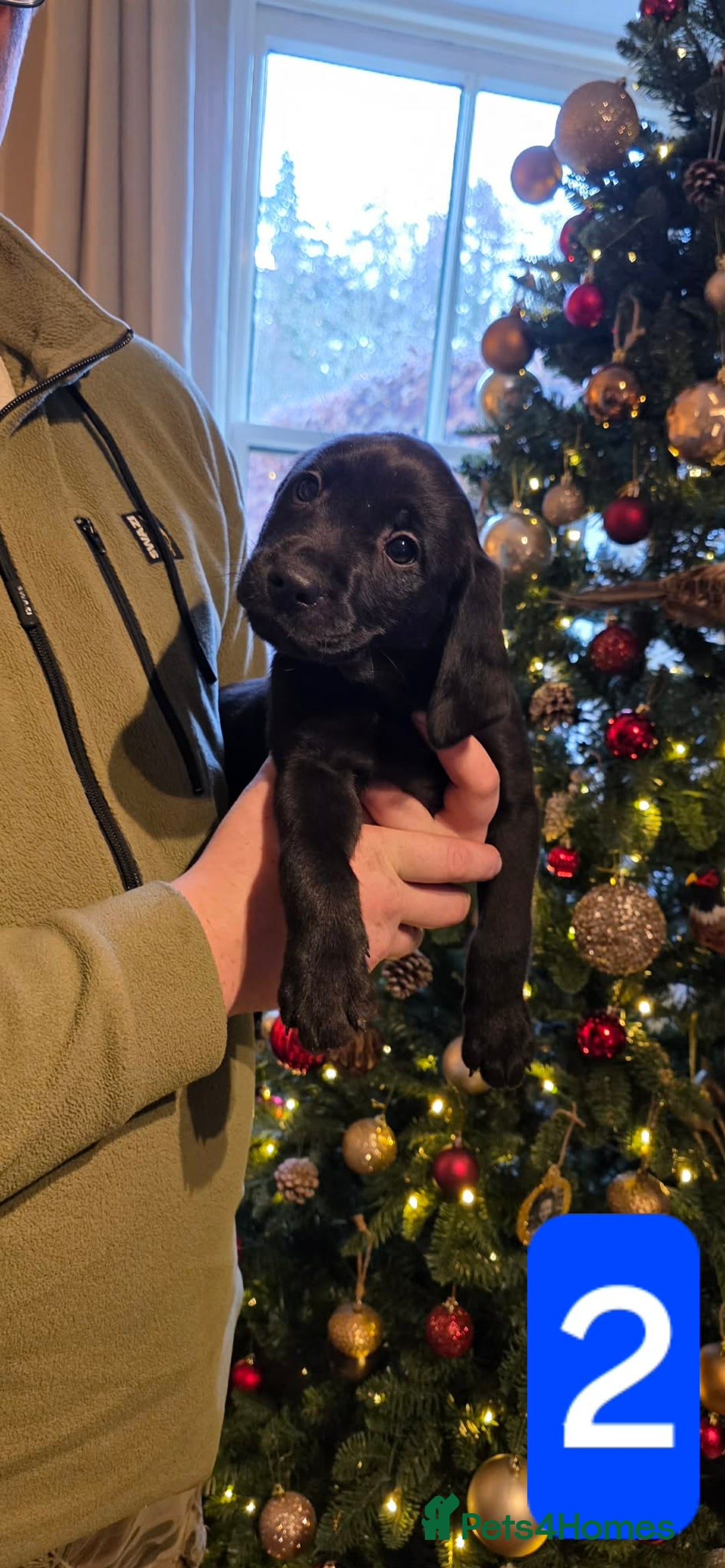 Labrador Retriever dogs for sale: Labrador Puppies  - Advert 2