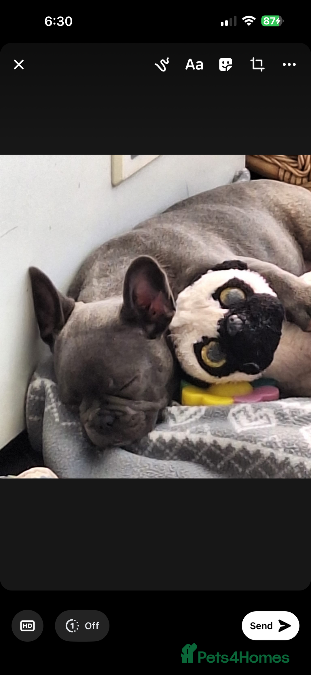 French Bulldog dogs for sale: 5 month old blue&tan brindle female frenchie - Advert 5