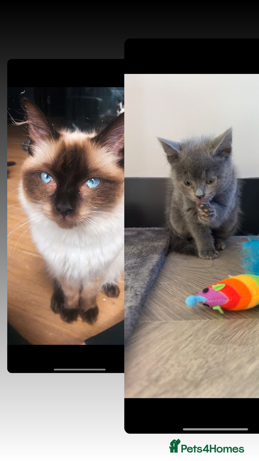 Ragdoll cats for sale: Brothers to go together  - Advert 1