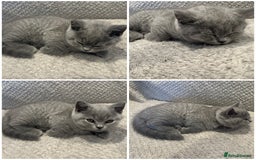 British Shorthair cats for sale: READY NOW 😻Pedigree BSH with perks in Swindon - Image 28