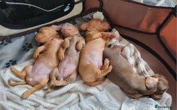 Miniature Dachshund dogs for sale: Female Miniature Dachshund - Only 1 Remaining - Image 6