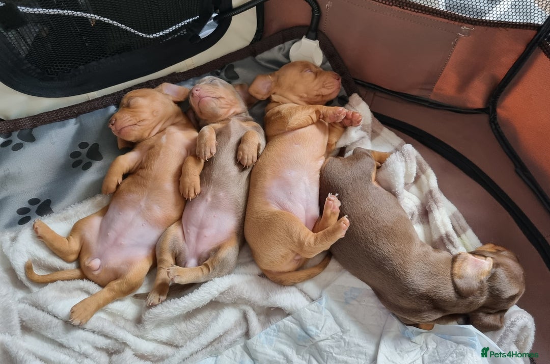 Miniature Dachshund dogs for sale: Female Miniature Dachshund - Only 1 Remaining - Image 6