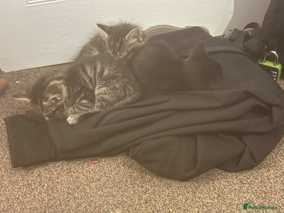 Mixed Breed cats for sale: 2 beautiful black tabby kittens (sisters) in Swindon - Advert 2