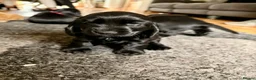 Cocker Spaniel dogs for sale: Stunning show cocker spaniel puppies - Advert 9