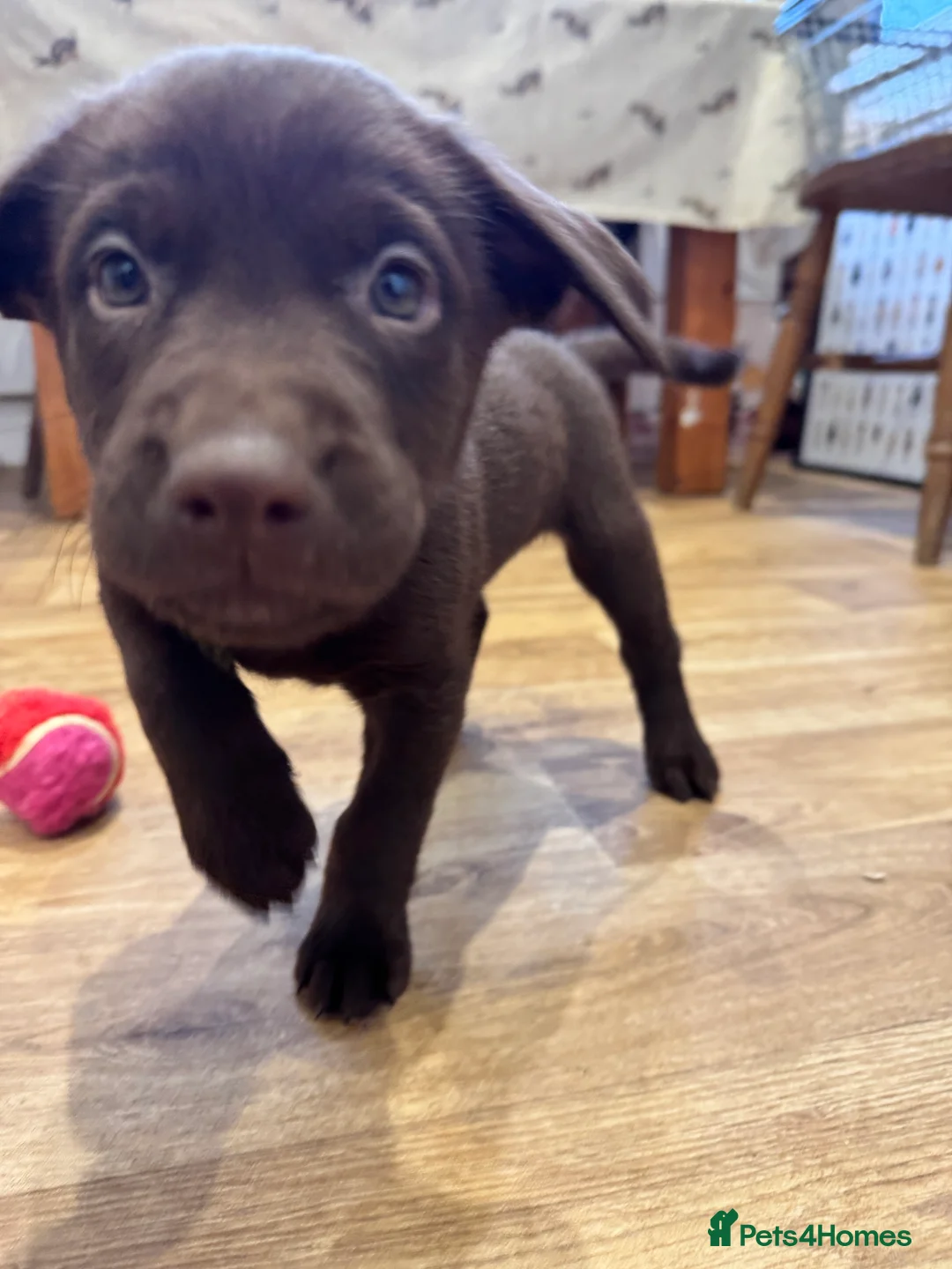 Labrador Retriever dogs for sale: Beautiful Chocolate and Yellow working Labradors  - Advert 14