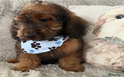 Cockapoo dogs for sale: 6 Beautiful, f1b fully DNA &HEATH CLEAR PARENTS.  - Image 7