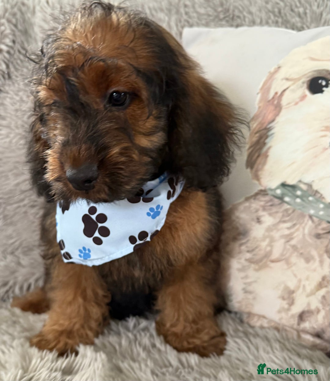 Cockapoo dogs for sale: 6 Beautiful, f1b fully DNA &HEATH CLEAR PARENTS.  - Image 7
