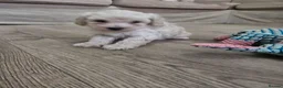 Toy Poodle dogs for sale: Toy poodle puppies 🩷💙  - Advert 17