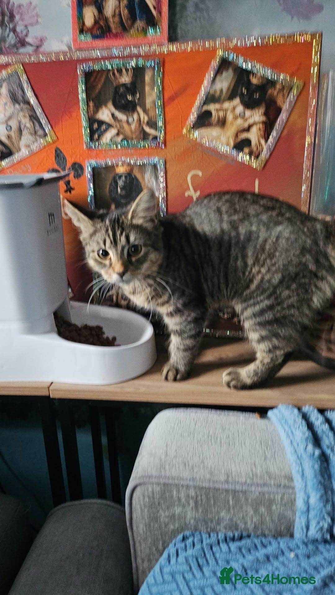 Mixed Breed cats Phoebe - Advert 4